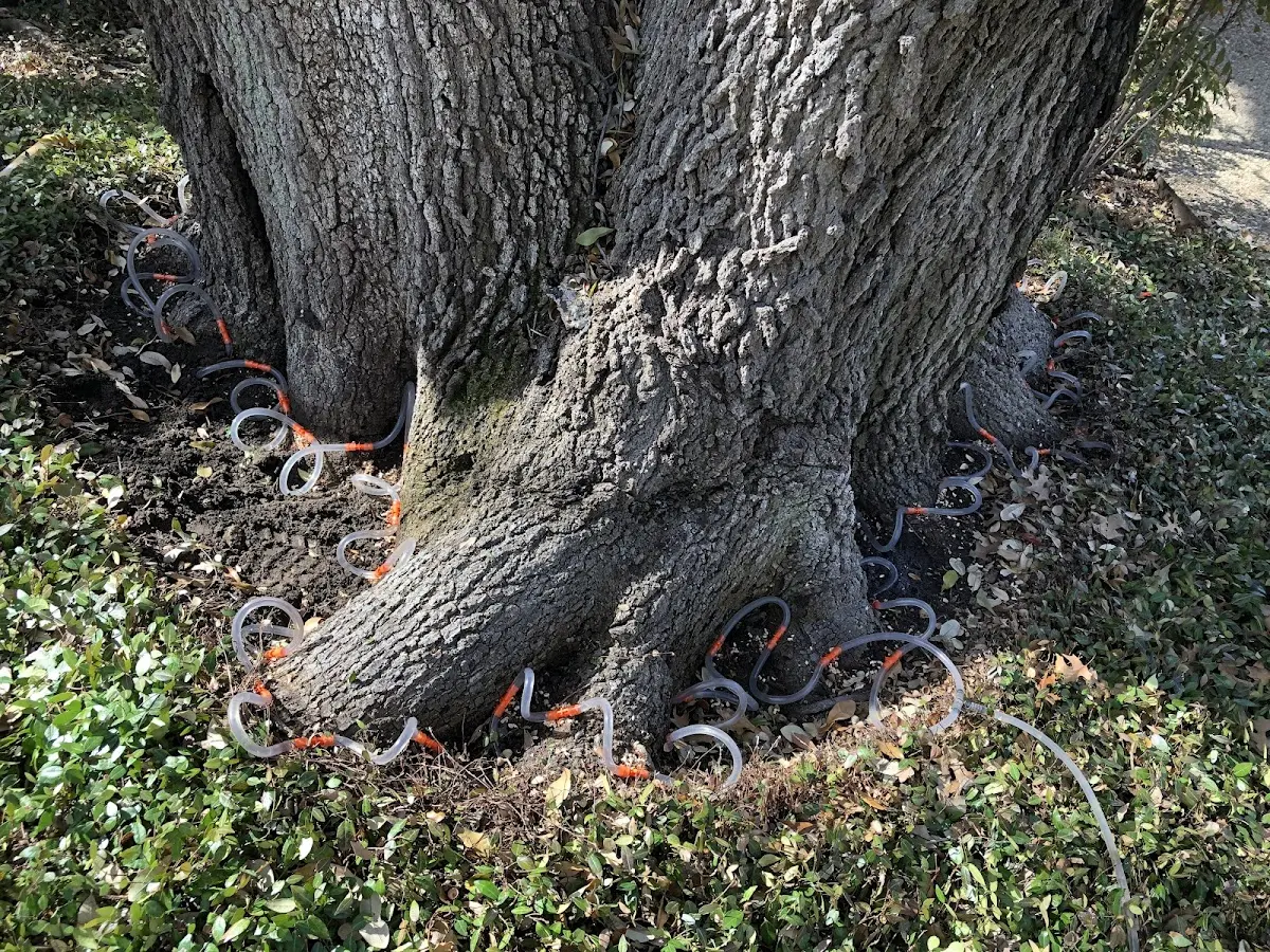 Detailed Shrub and Hedge Trimming job site in Chancellor