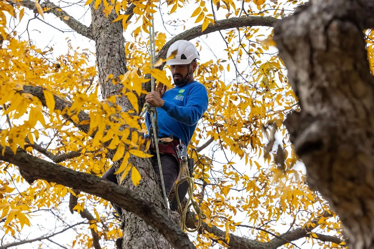 Skilled Tree Transplanting crew working in Chancellor