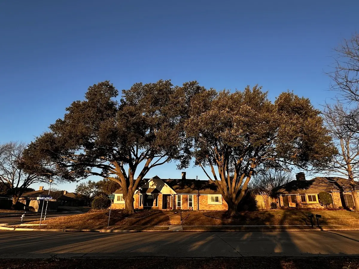 Established residential canopy tree shading a home in Chancellor